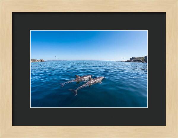 Bottlenose Dolphin Pair Swimming Together