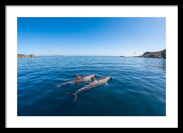 Bottlenose Dolphin Pair Swimming Together
