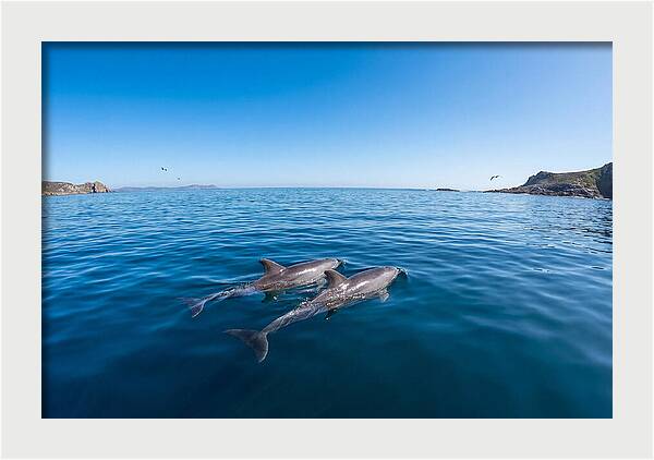 Bottlenose Dolphin Pair Swimming Together