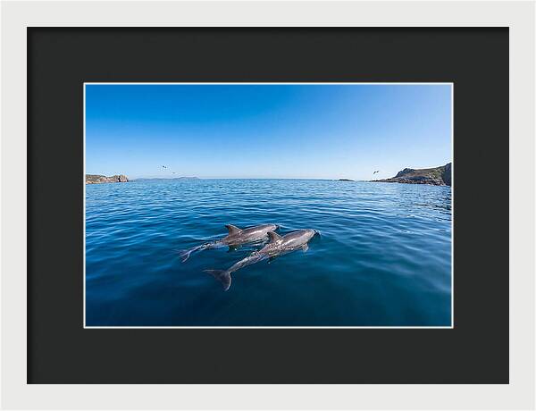 Bottlenose Dolphin Pair Swimming Together