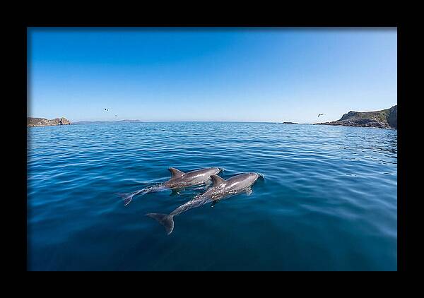 Bottlenose Dolphin Pair Swimming Together