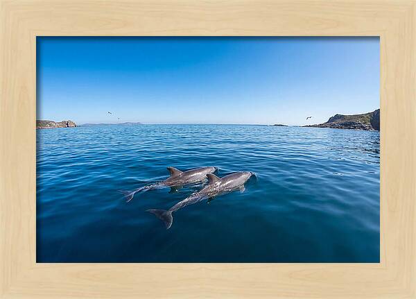 Bottlenose Dolphin Pair Swimming Together