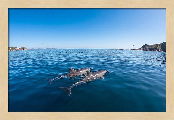 Bottlenose Dolphin Pair Swimming Together