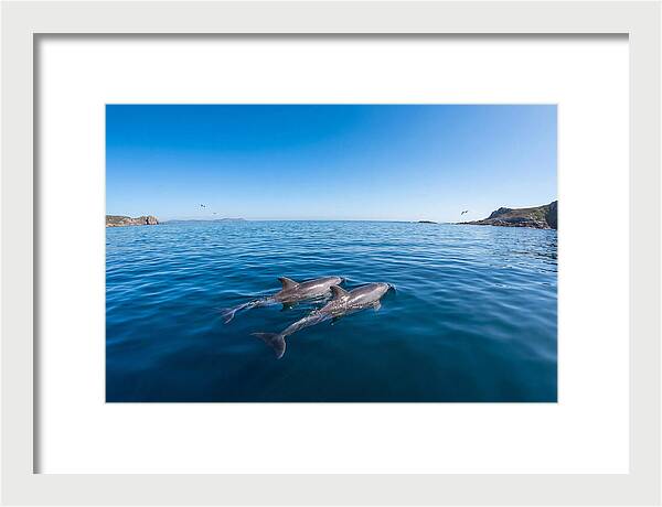 Bottlenose Dolphin Pair Swimming Together