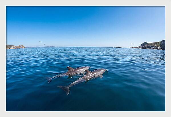 Bottlenose Dolphin Pair Swimming Together