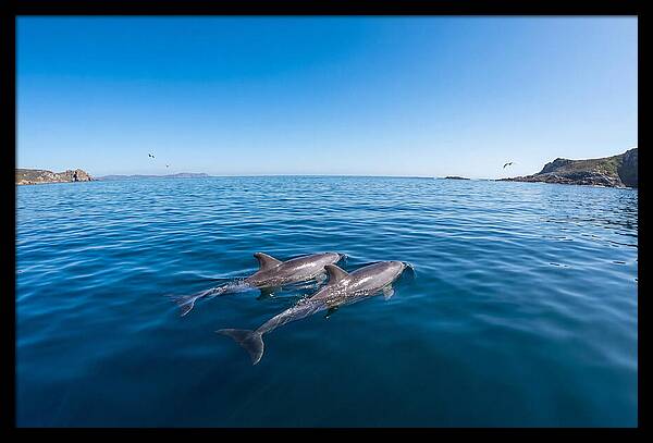 Bottlenose Dolphin Pair Swimming Together