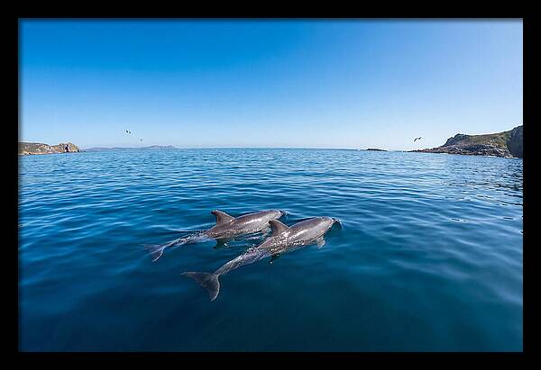 Bottlenose Dolphin Pair Swimming Together