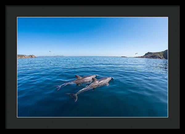 Bottlenose Dolphin Pair Swimming Together