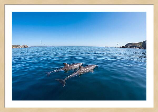 Bottlenose Dolphin Pair Swimming Together
