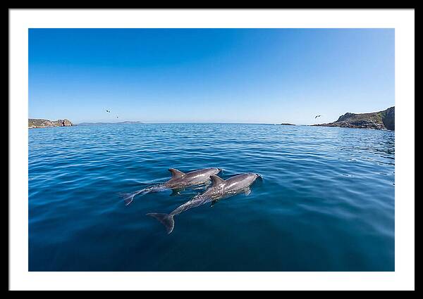Bottlenose Dolphin Pair Swimming Together