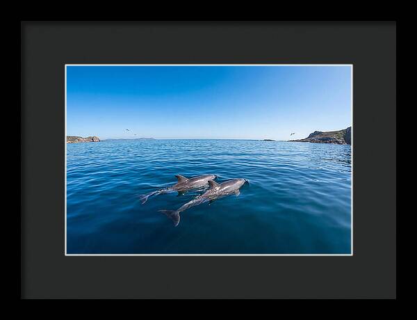 Bottlenose Dolphin Pair Swimming Together