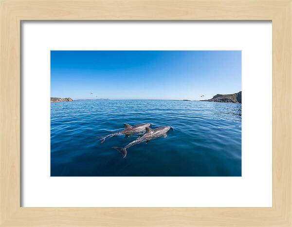 Bottlenose Dolphin Pair Swimming Together