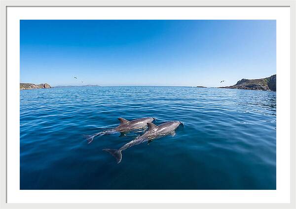 Bottlenose Dolphin Pair Swimming Together