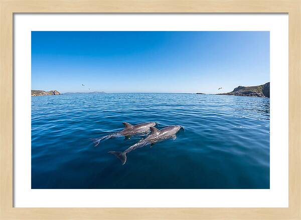 Bottlenose Dolphin Pair Swimming Together