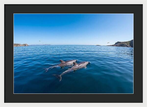 Bottlenose Dolphin Pair Swimming Together