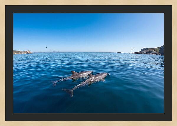 Bottlenose Dolphin Pair Swimming Together