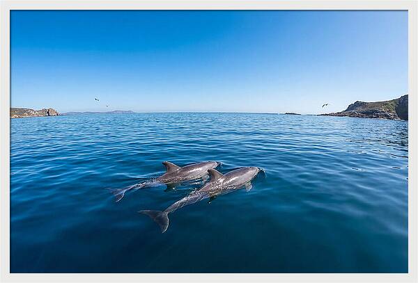 Bottlenose Dolphin Pair Swimming Together