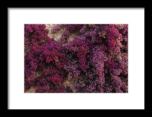 Bougainvillea Bliss In Magenta