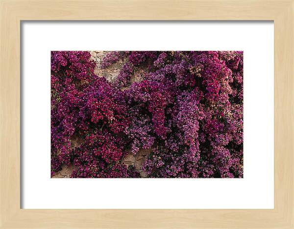 Bougainvillea Bliss In Magenta
