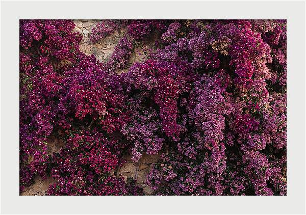 Bougainvillea Bliss In Magenta