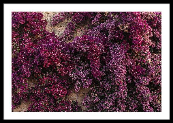 Bougainvillea Bliss In Magenta