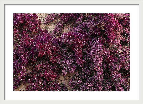 Bougainvillea Bliss In Magenta