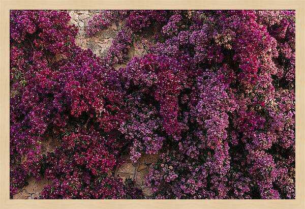 Bougainvillea Bliss In Magenta
