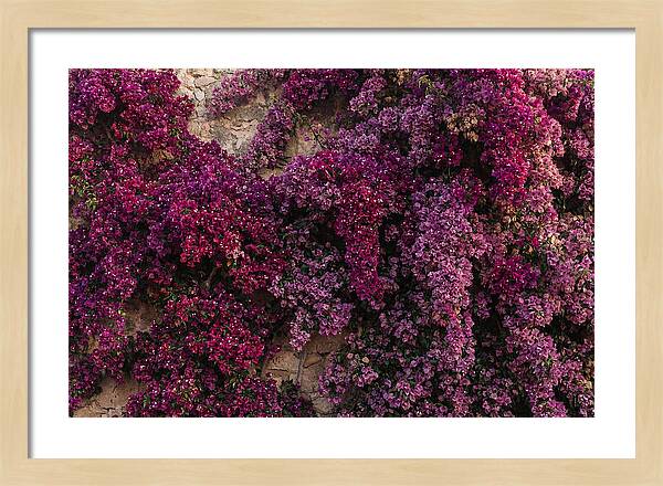 Bougainvillea Bliss In Magenta