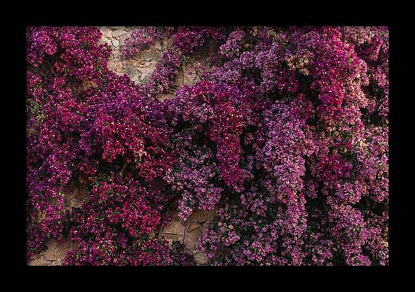Bougainvillea Bliss In Magenta
