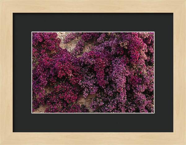 Bougainvillea Bliss In Magenta