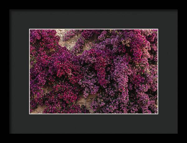 Bougainvillea Bliss In Magenta