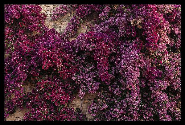 Bougainvillea Bliss In Magenta