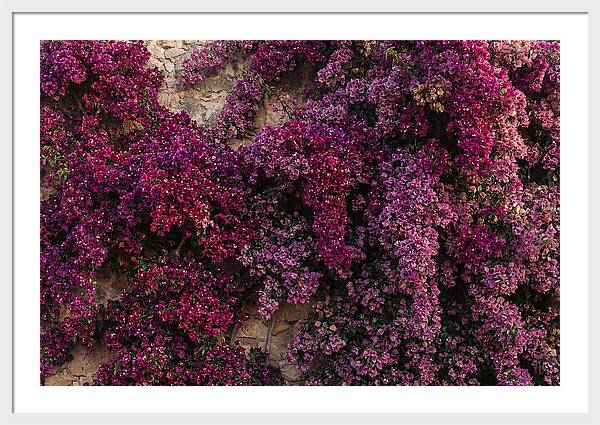 Bougainvillea Bliss In Magenta