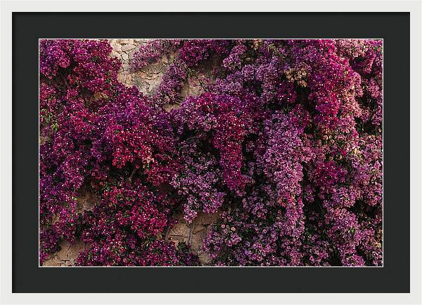 Bougainvillea Bliss In Magenta