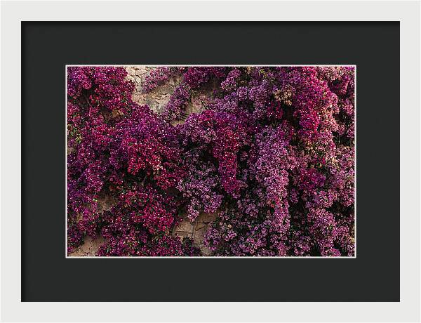 Bougainvillea Bliss In Magenta