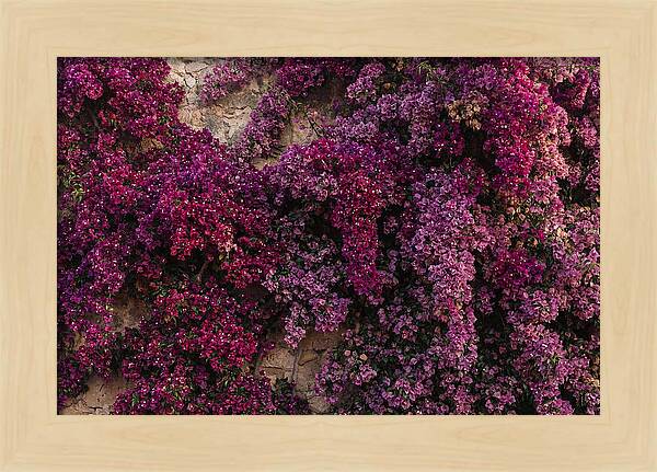 Bougainvillea Bliss In Magenta