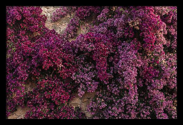 Bougainvillea Bliss In Magenta