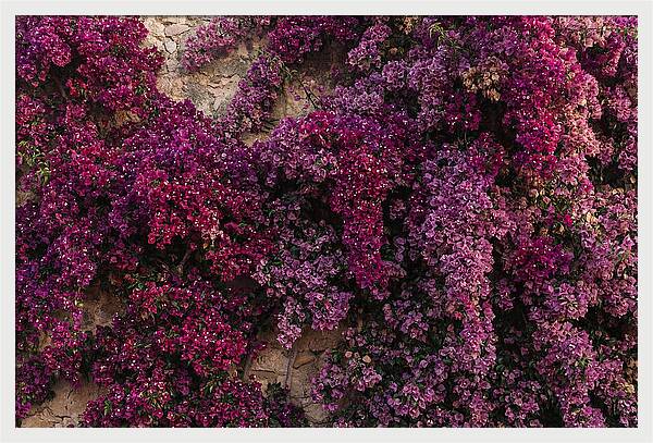 Bougainvillea Bliss In Magenta