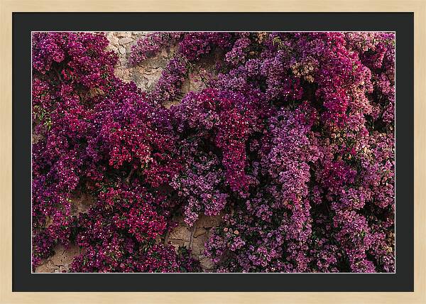 Bougainvillea Bliss In Magenta