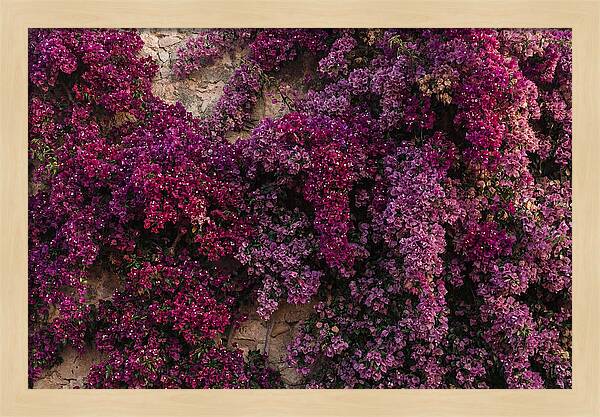 Bougainvillea Bliss In Magenta