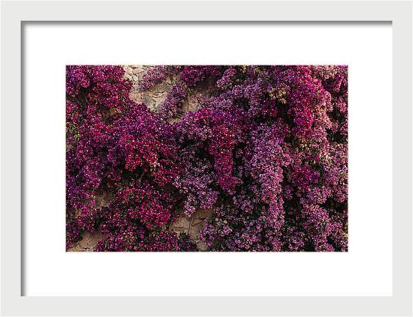Bougainvillea Bliss In Magenta