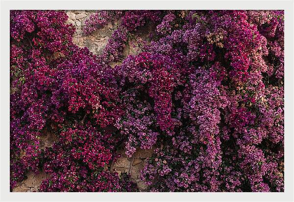 Bougainvillea Bliss In Magenta