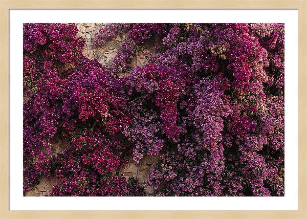 Bougainvillea Bliss In Magenta