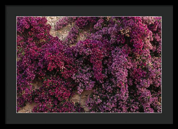 Bougainvillea Bliss In Magenta