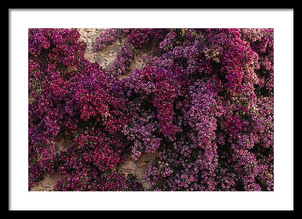 Bougainvillea Bliss In Magenta