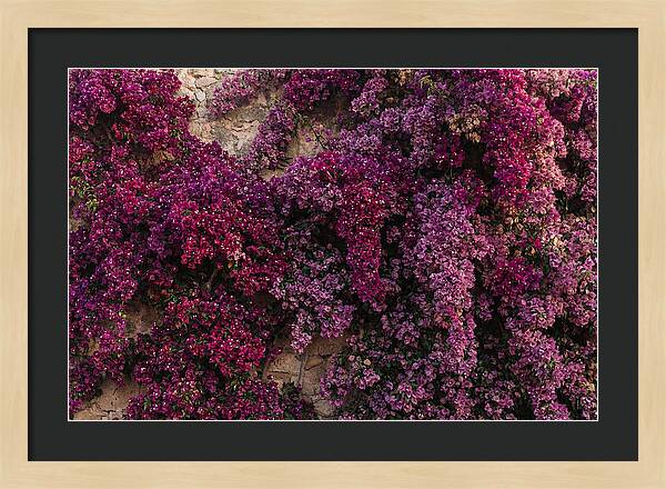Bougainvillea Bliss In Magenta