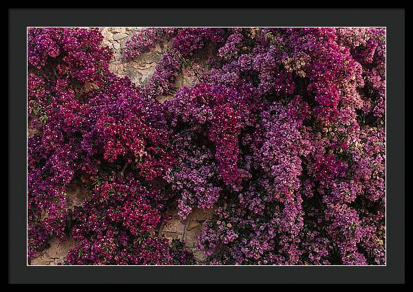 Bougainvillea Bliss In Magenta
