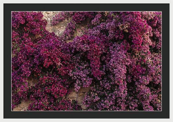 Bougainvillea Bliss In Magenta