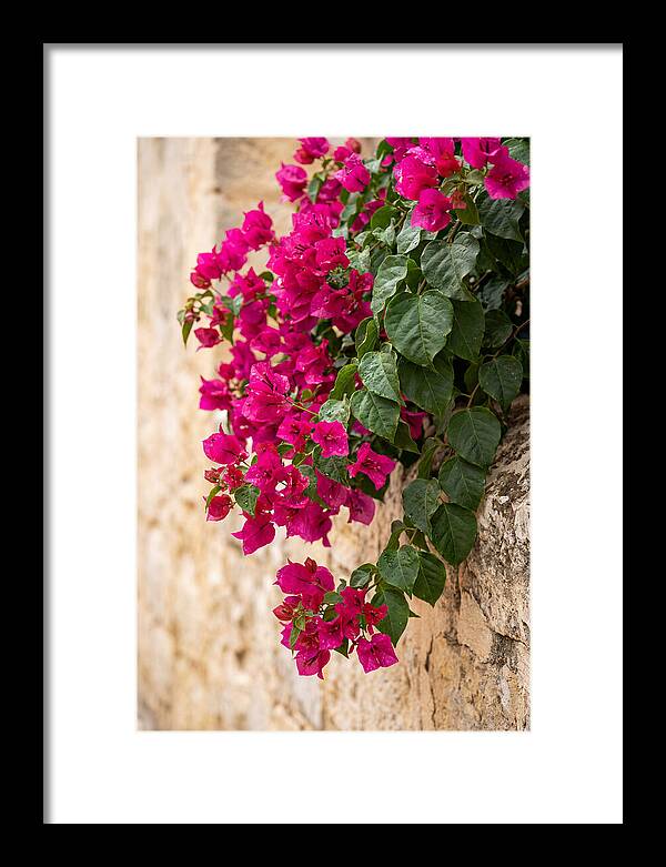 Bougainvillea Blooms Against Stone Wall