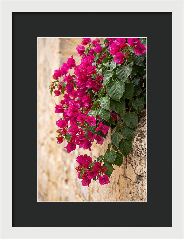 Bougainvillea Blooms Against Stone Wall